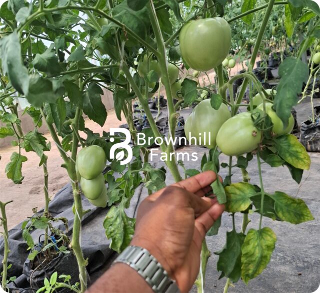 https://brownhill-group.com/wp-content/uploads/2025/07/picture-2-farms-640x585.jpg