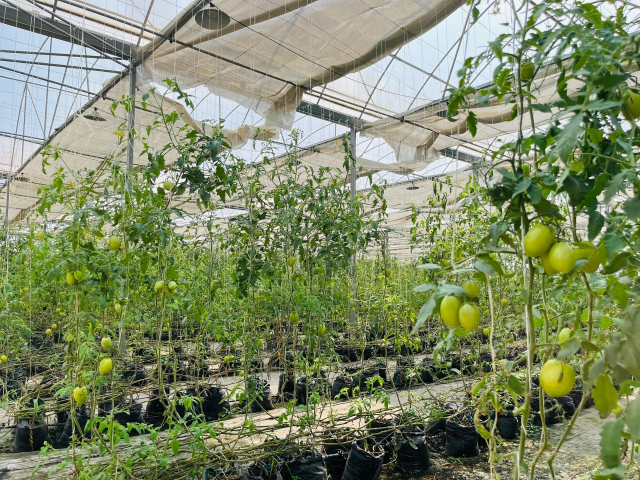 WhatsApp Image 2025-08-04 at 12.22.35 AM (2)