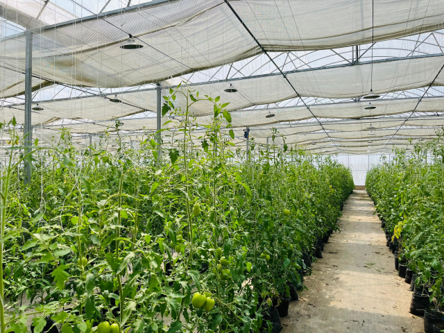 WhatsApp Image 2025-08-04 at 12.22.35 AM